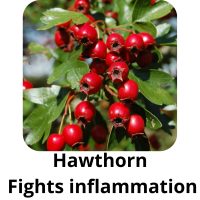 Hawthorn Fights inflammation